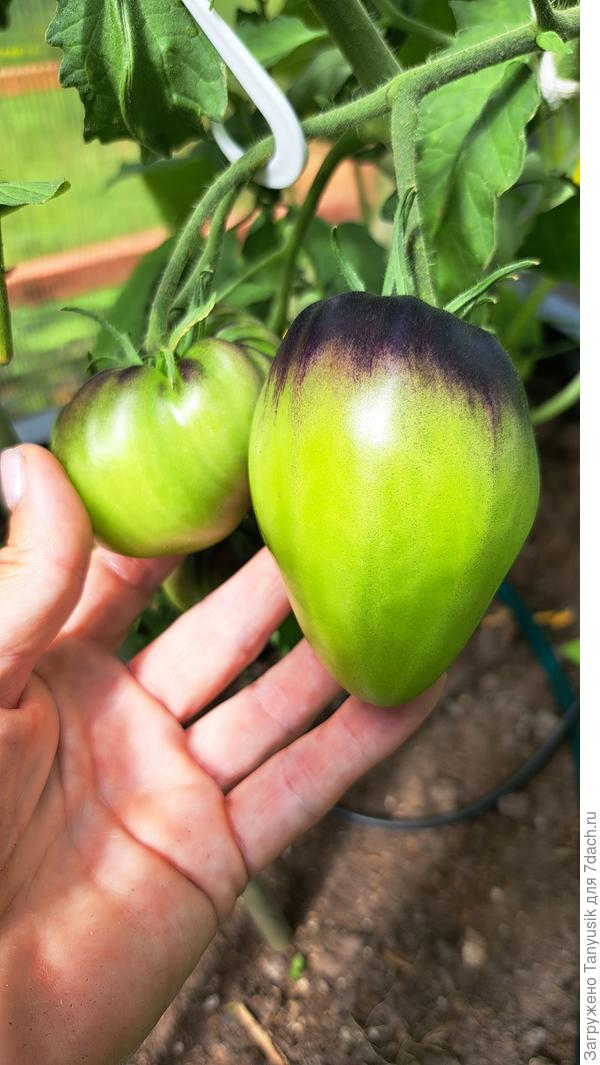 Сержант Пеппер