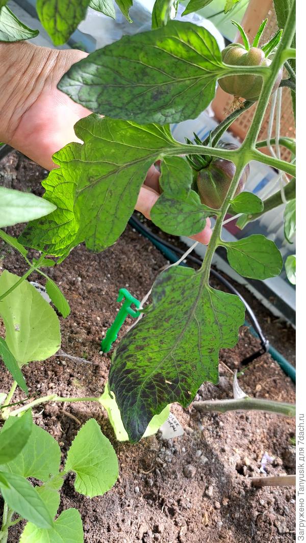 Блаженство