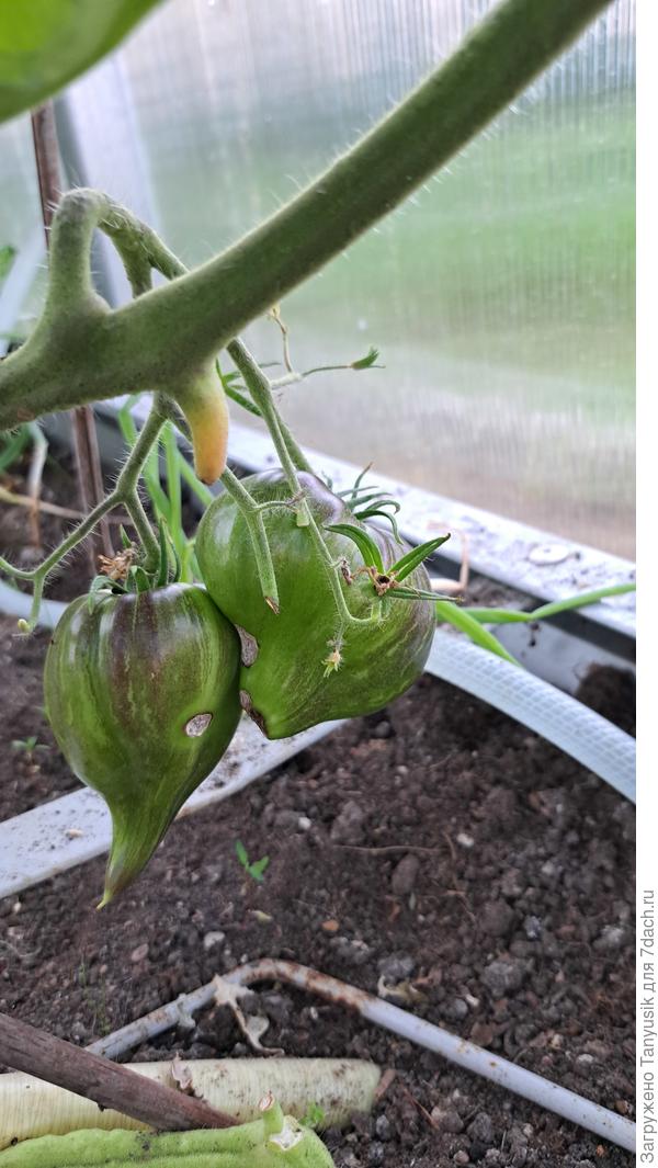 Гусеницы погрызли. Один помидорчик сгнил из-за этого. Эти пока висят. Есть надежда, что созреют.