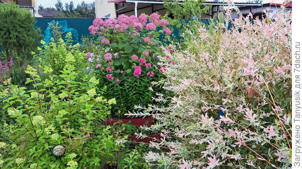 А древовидная уже цветет