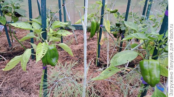 С перцами совсем беда в этом году. Завязались по 1-2 шт