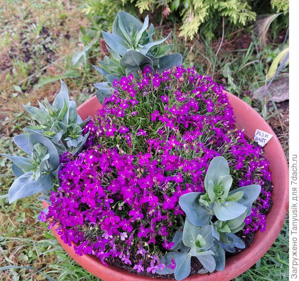 На эустомах появились бутоны