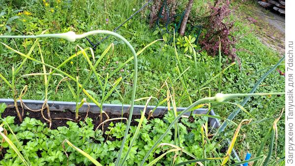 Чеснок я обычно убираю в Ильин день 2 августа. Вот и в этом году так будет.