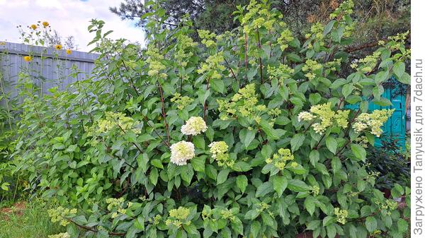В этом году буйствуют гортензии. Понравилась им холодная и дождливая погода в июне. Впервые вымахали под 2 м. Начинается цветение
