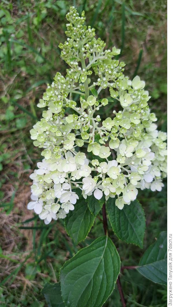 Моя Ванила Фрайз сейчас вот так выглядит. В полную силу войдет через месяц.