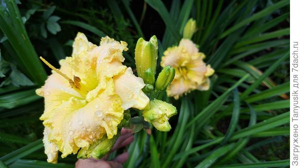 Зацветают лилейники