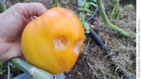 Первым начал зреть индент Ананасная клубника. И то, покусанные гусеницами.