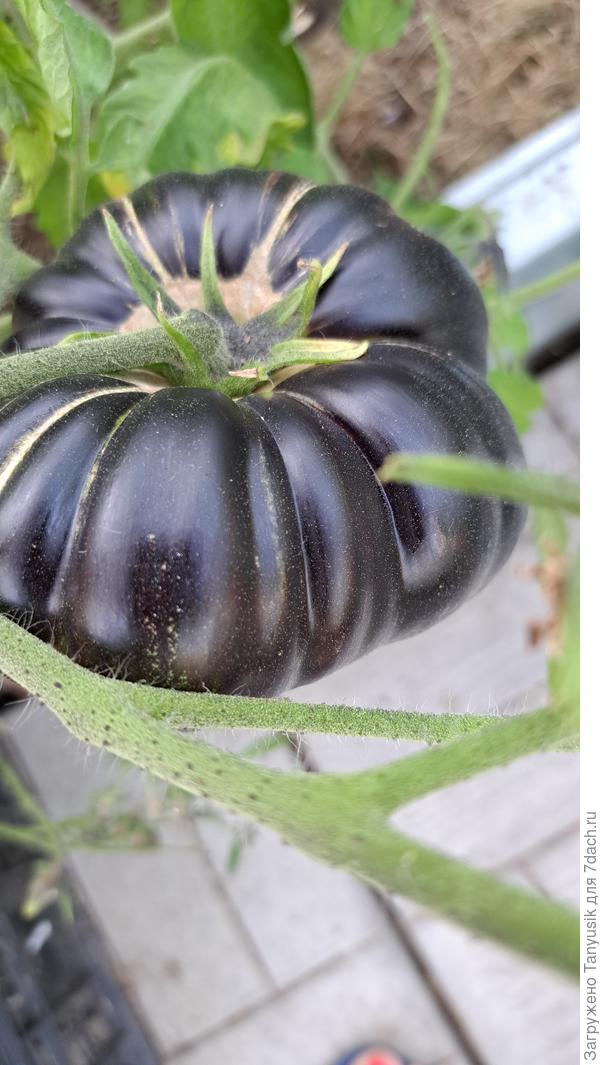 Верхушечка моего