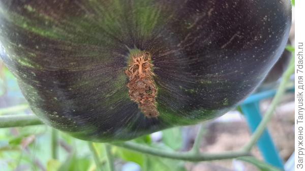 А это донце