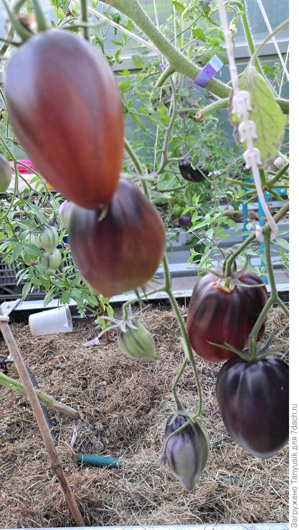 Скоро созреют Бронзовые носики. В прошлом году сажали, очень понравились.