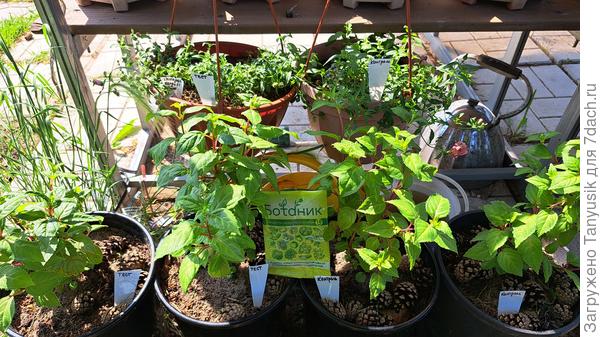 фуксии и  львиный зев в кашпо.