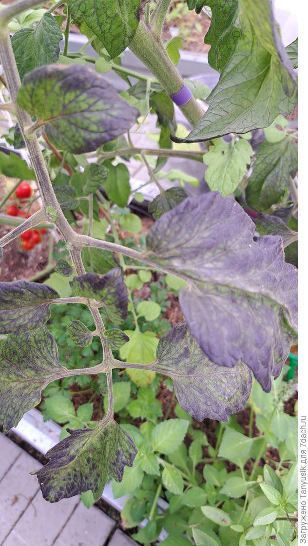 Лист Блаженства. В прошлом году пугалась таких листьев. А потом поняла, что это норма для антациановых