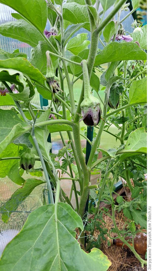 Эпик на Минусинские от Балуева