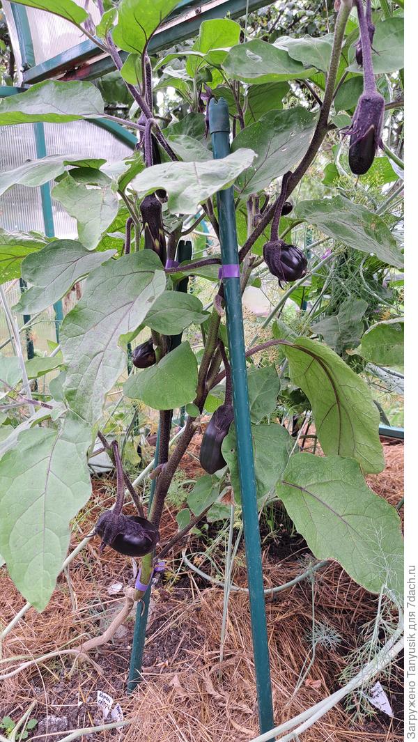 Особенно хорошо вяжет Король сеаера, привитый на томат Вераче