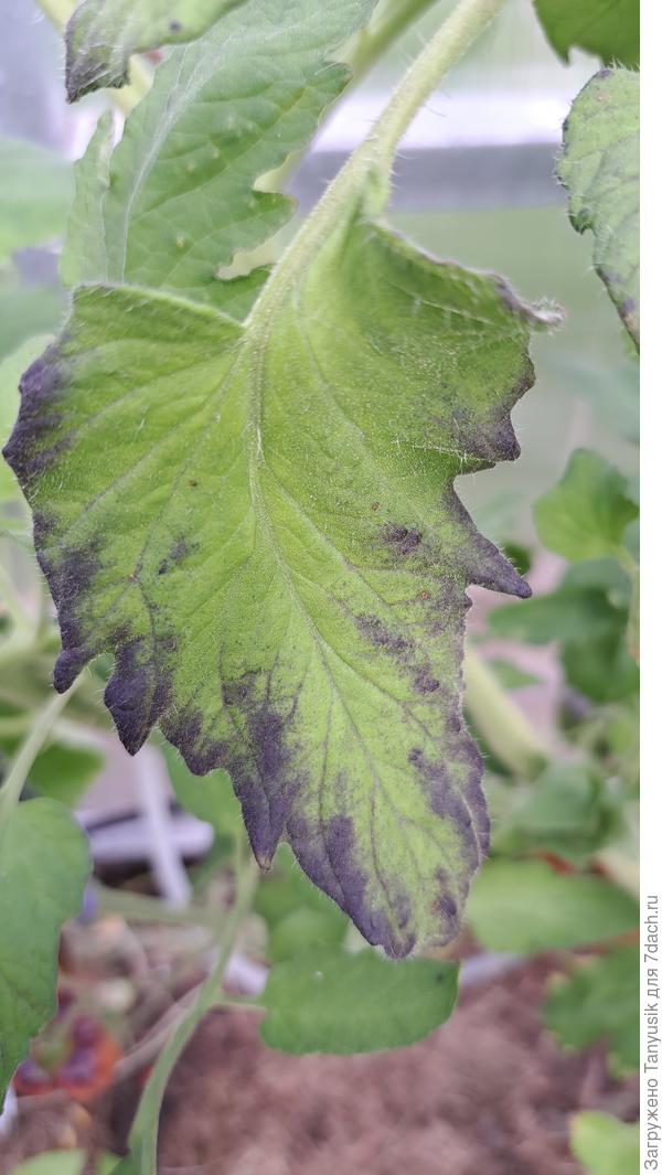 Лист Бычьего сердца