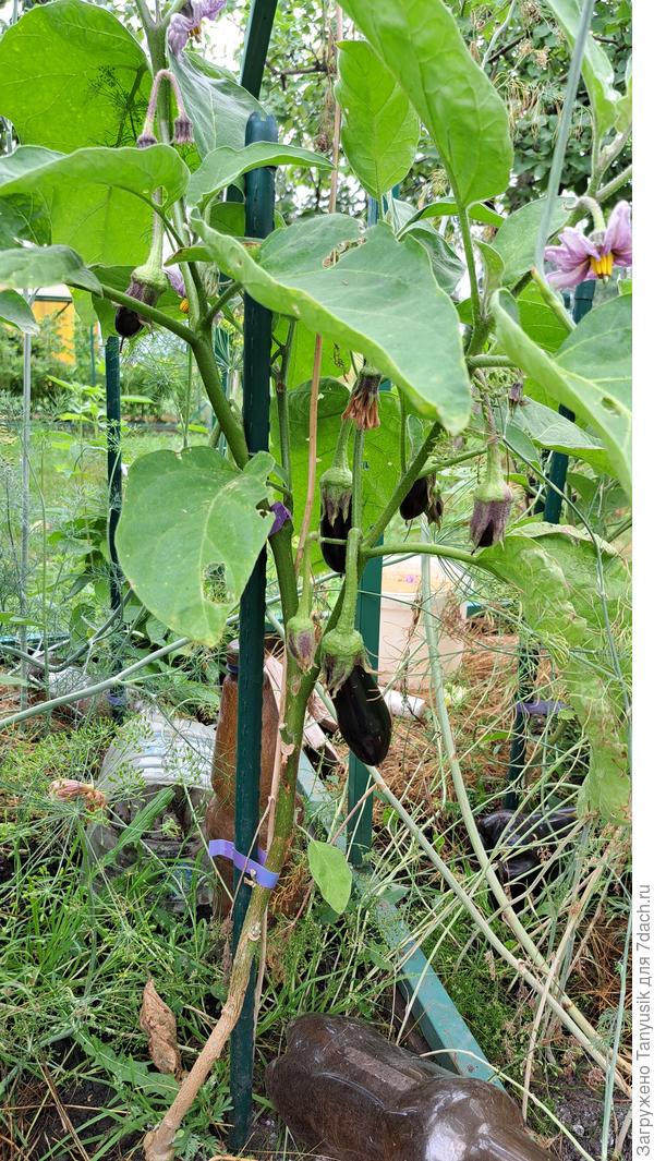 Черное золото на Вераче тоже хорошо