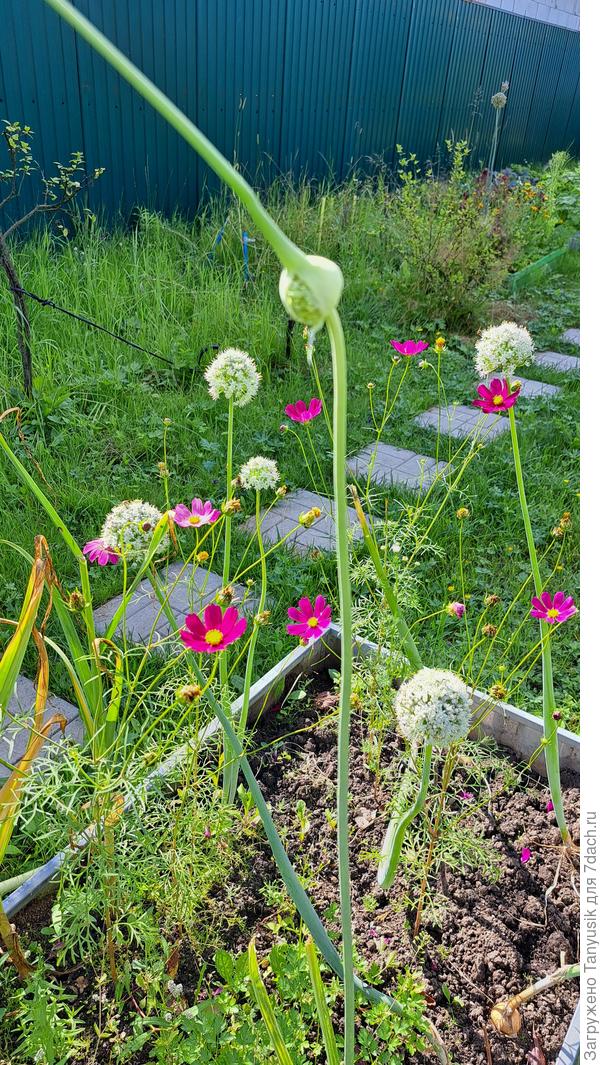 В Ильин день контрольные стрелки выпрямились