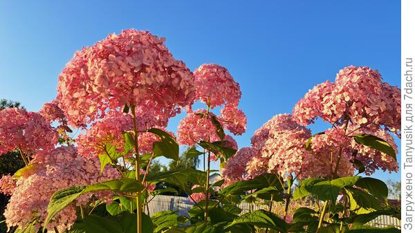 Мэджикал Пинкербол