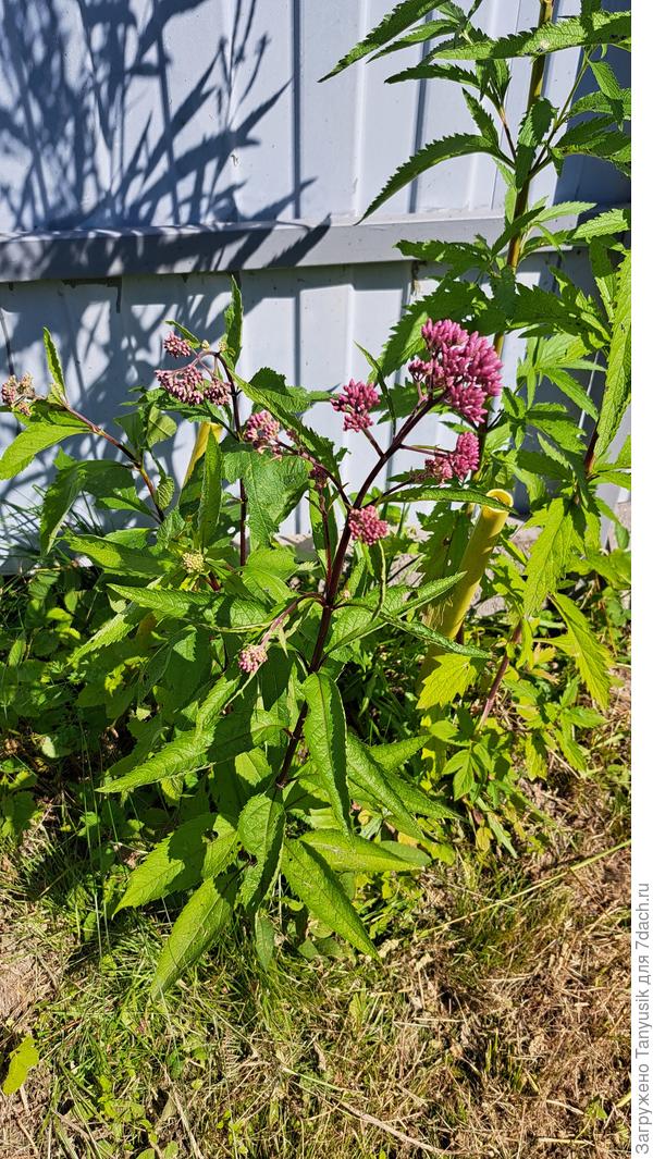 Еще не цветет