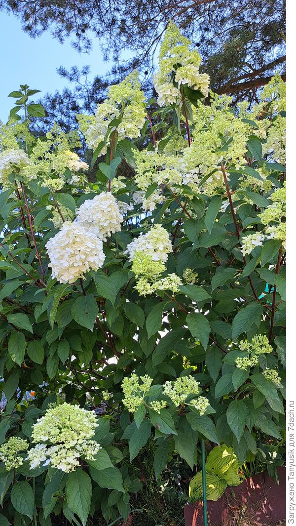 Метельчатые только зацветают. Это Ванила