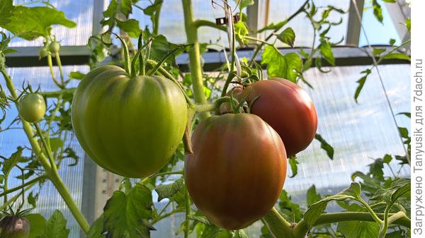 Так-то они вытянутые. Похожи по форме как на пачке