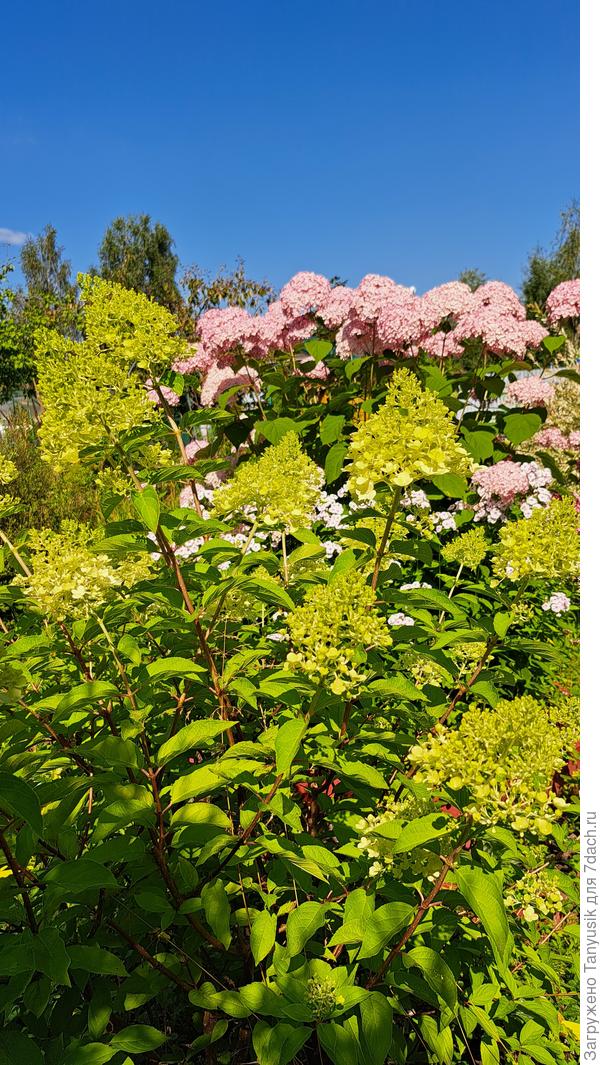 А это Мишка на фоне древовидной