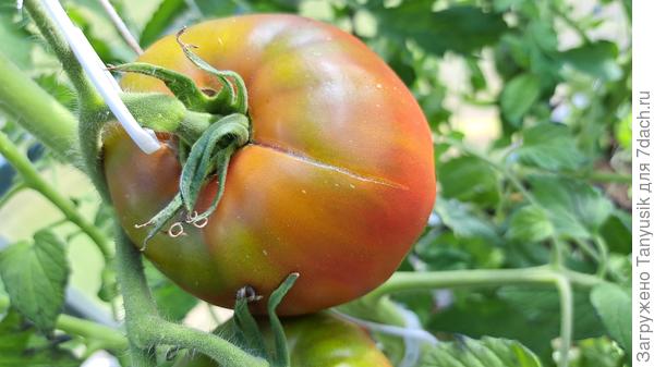 Ждать или срывать?