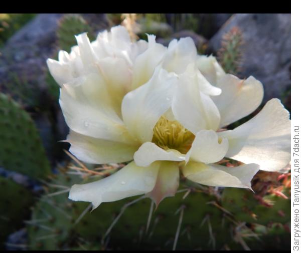 Цветут в ЛО