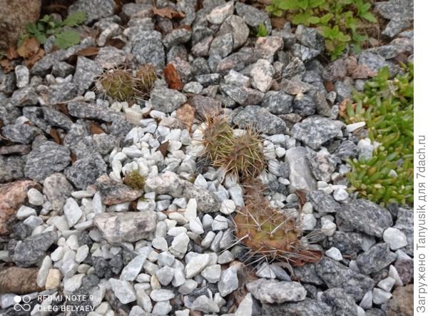 Из зимы такими выходят. Это другие