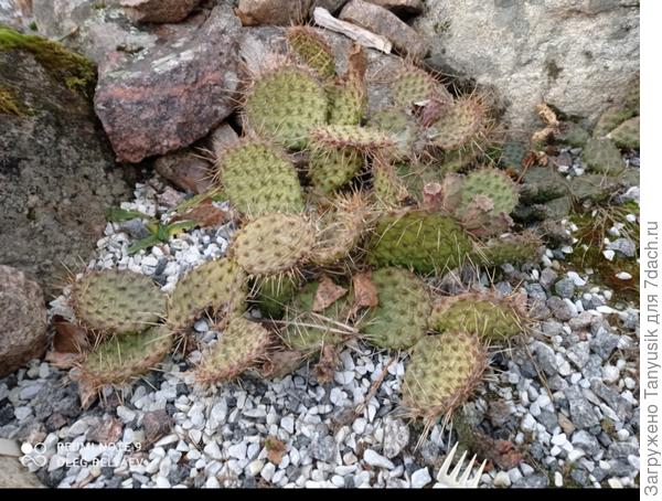 Перезимовали