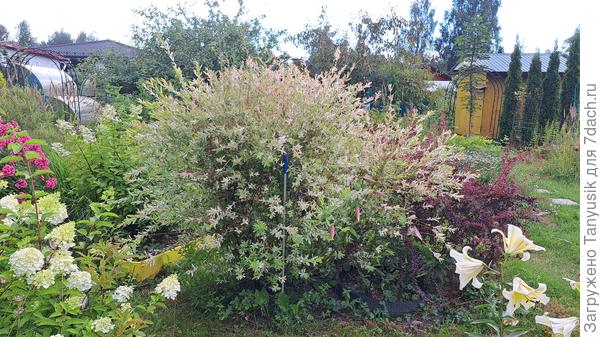 Монстр Хакуро и барбарис полностью скрыли лилию между ними