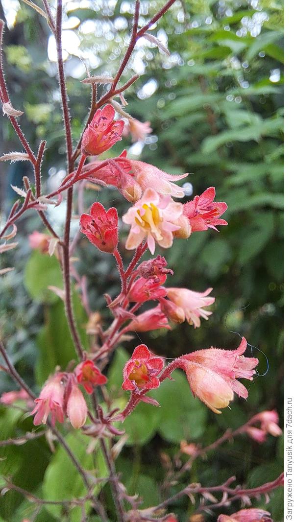 Изящные цветочки гейхеры разглядишь только крупным планом