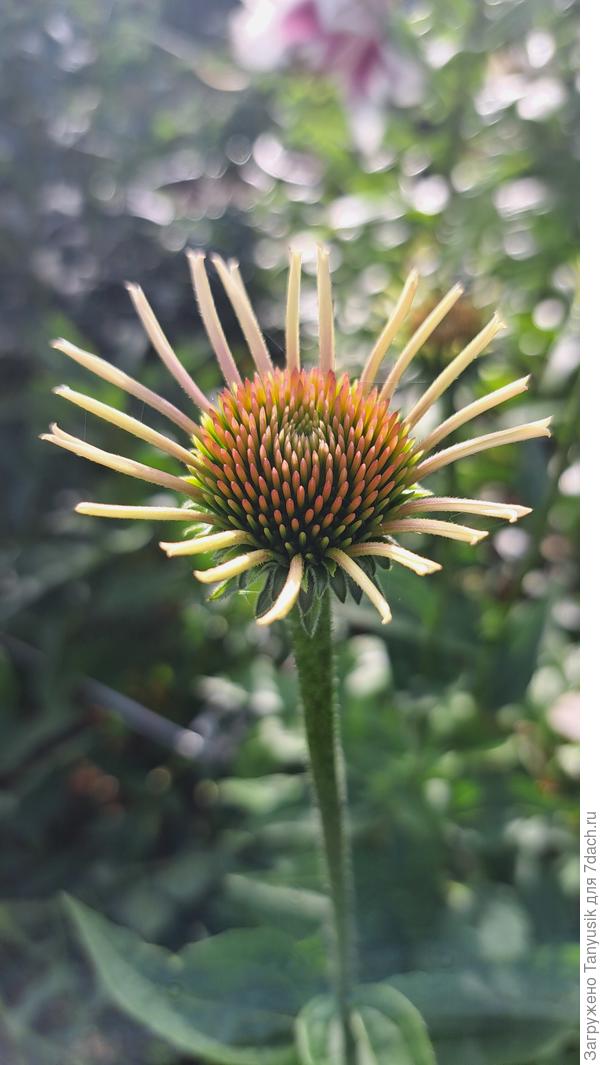 Эхинацеи еще не цветут.интересно наблюдать как разворачиваются трубочки лепестков