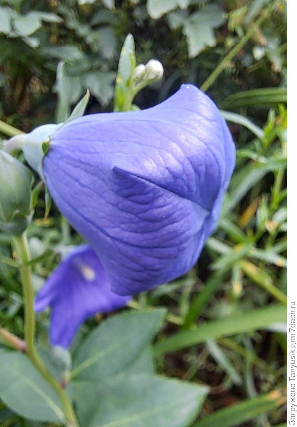 Необыкновенная форма бубенчика Платикодона