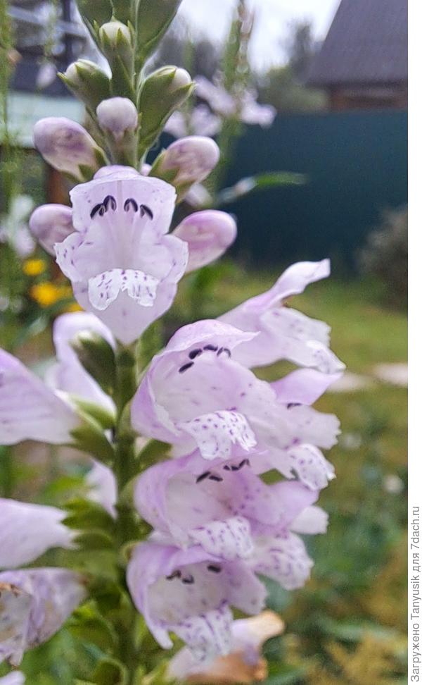 Физостегия напомнила мне лесные орхидные