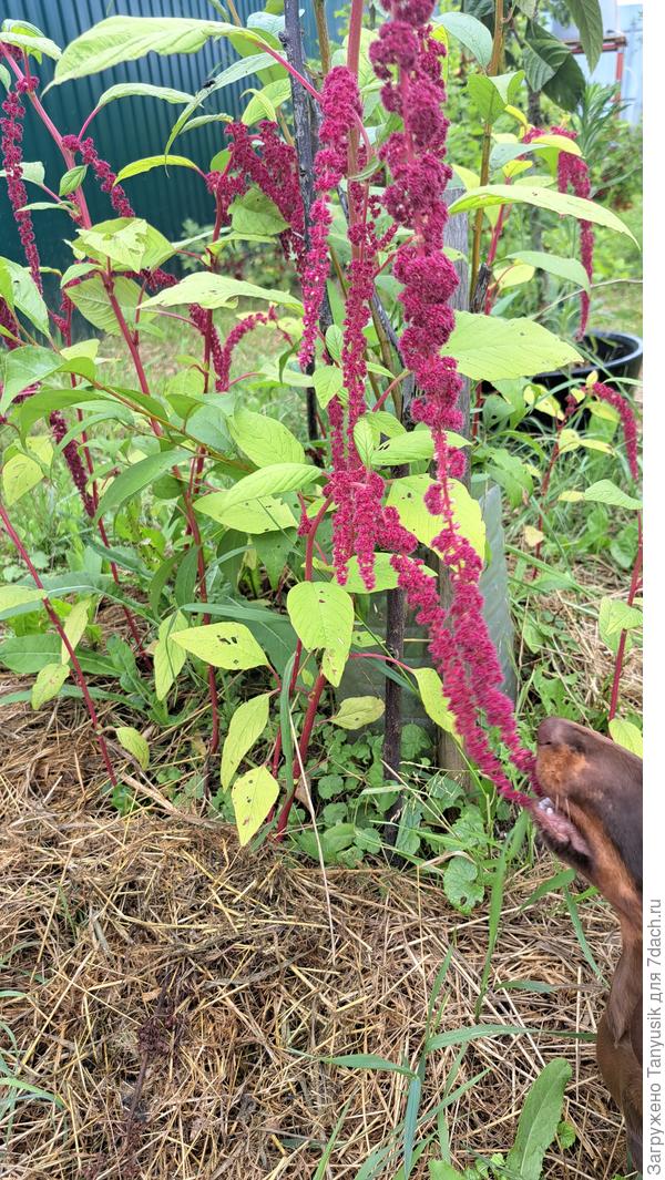 Амарант может не так красив, но зато вкусен-))