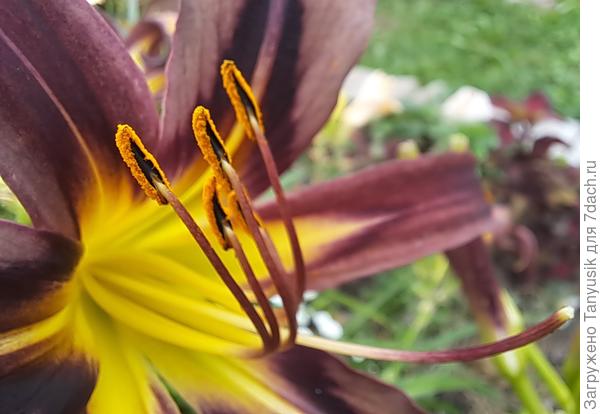 А какие длиннющие реснички-тычинки у лилейника!