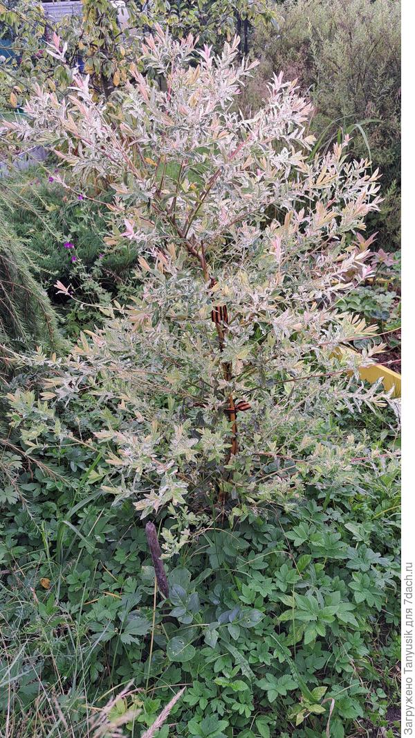 И не видно трех осноа