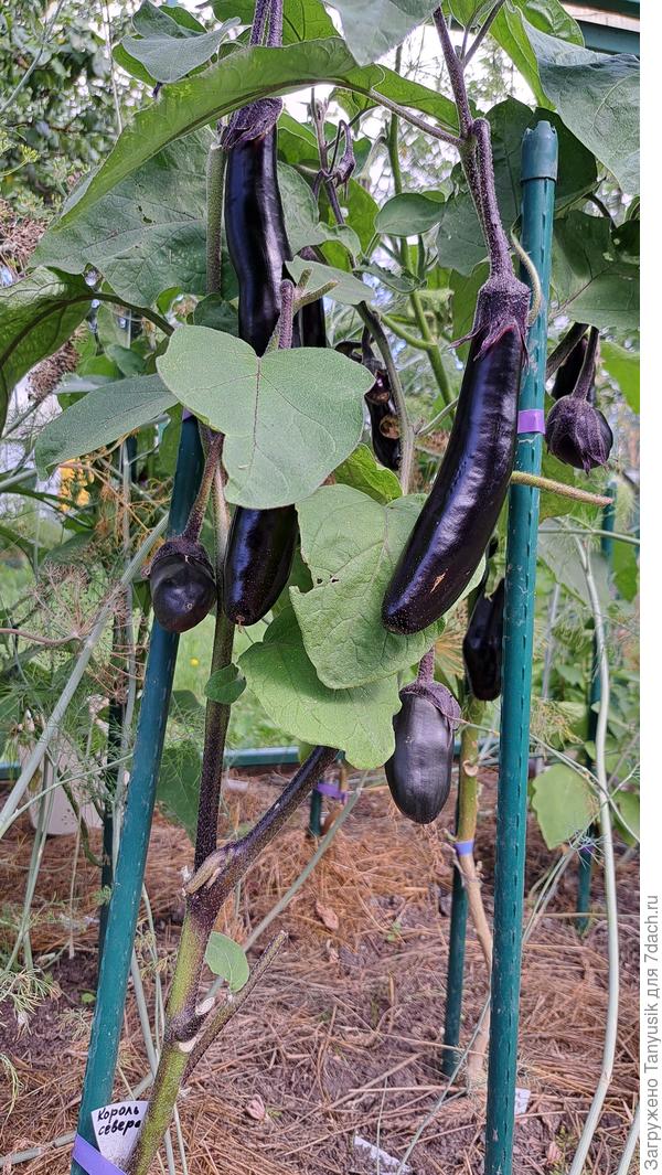 Король севера