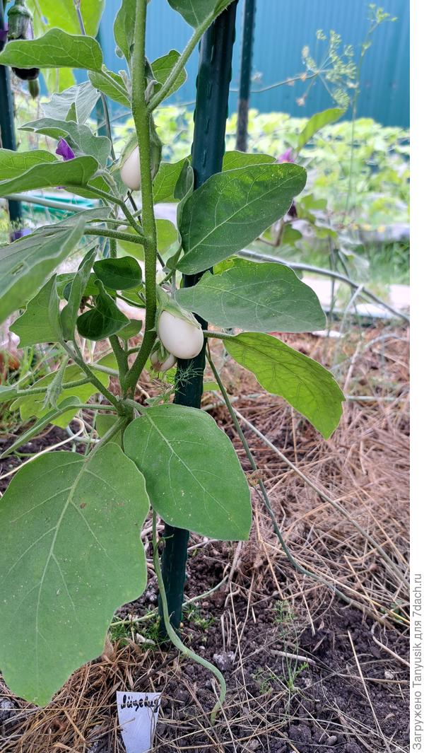 Яйцевидные