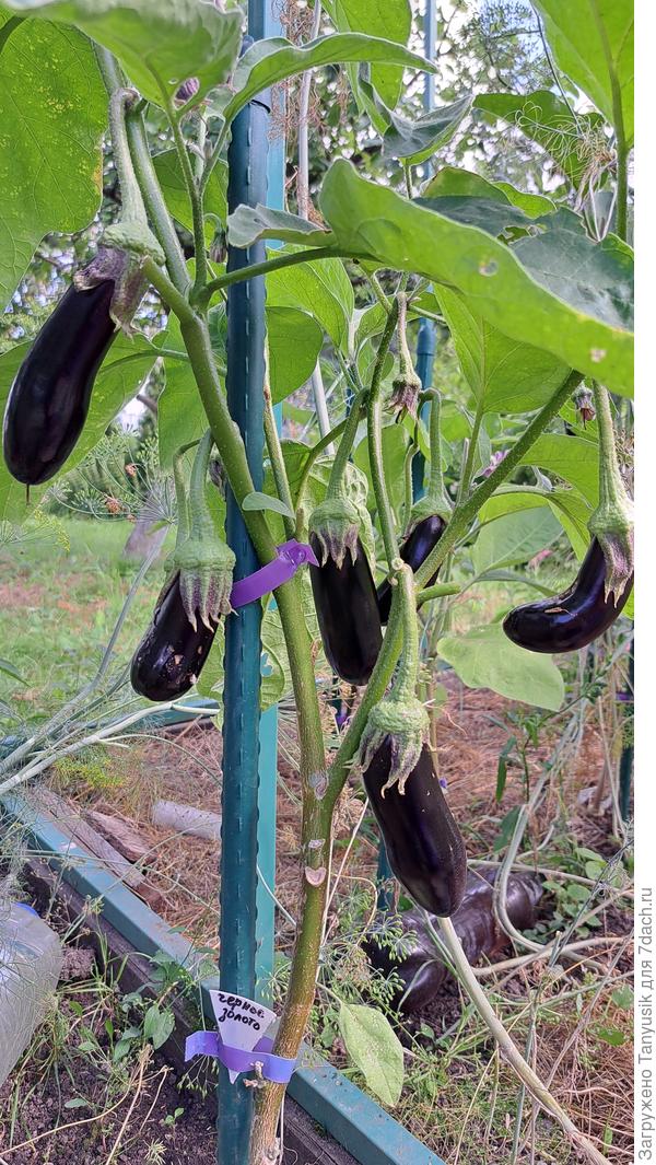 Черное золото