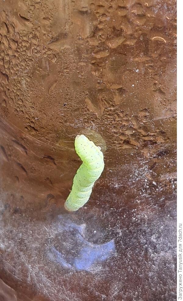 Эта гусеница понадкусывала многие плоды. Но они продолжают расти