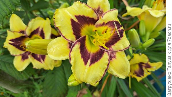 Блэкберри кэнди