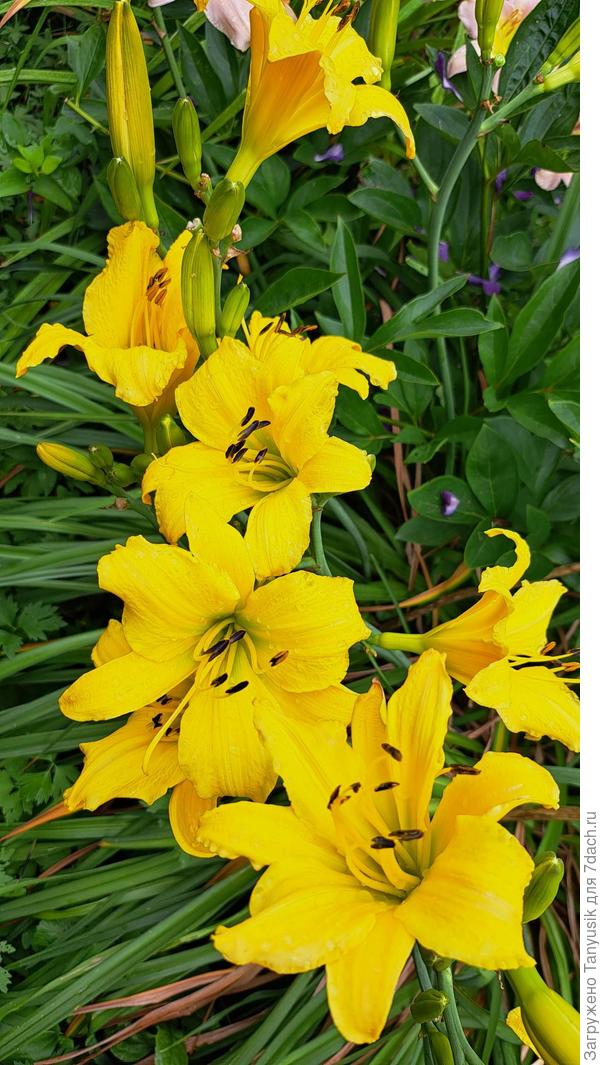 Название не знаю. Но это не подзаборный желтый.