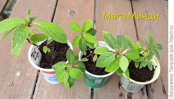 Эти 3 из 6 укоренились. А Мишка - 100%