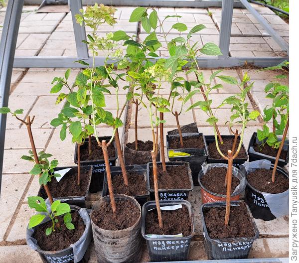 Древовидные тоже в парник пойдут