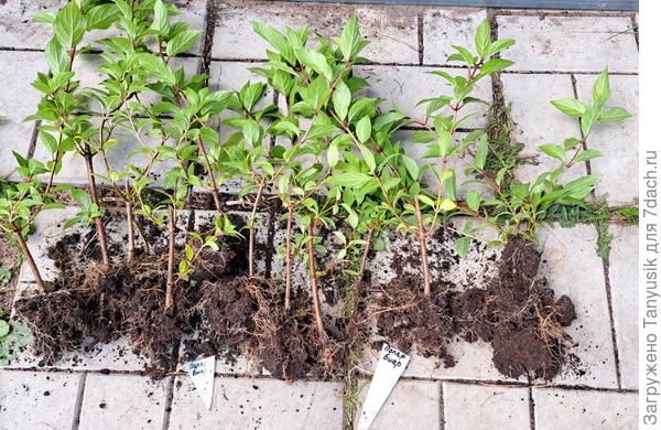 Обрезала гортензии в марте, когда еще почки не проснулись. Вот какие корни наросли за 4 месяца