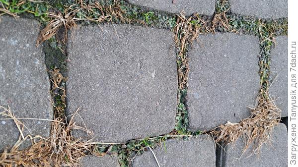 Маршанция в швах плитки. Видно, что травка погибла от гербицида, а она - нет.