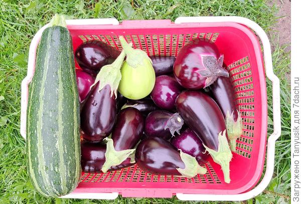 С баклажанами и то лучше дела.