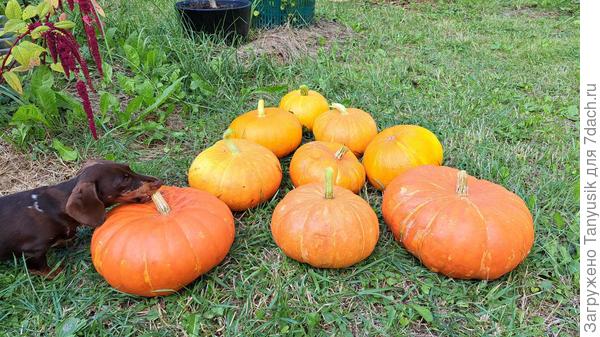Выдался перерыв в дождях, и я срезала все тыквы. Улька помогает-))